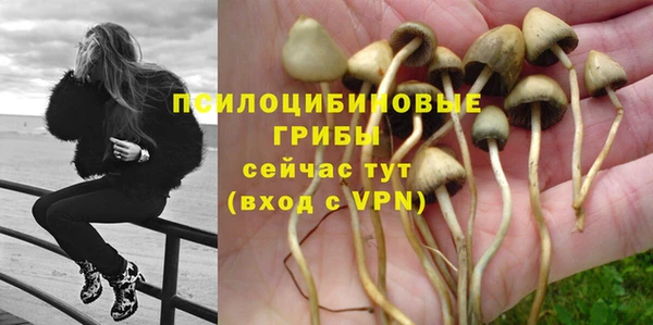 прущие грибы Армянск